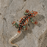 Tracey Salamander Brooch Red 102x56mm -DNSK Copenhagen